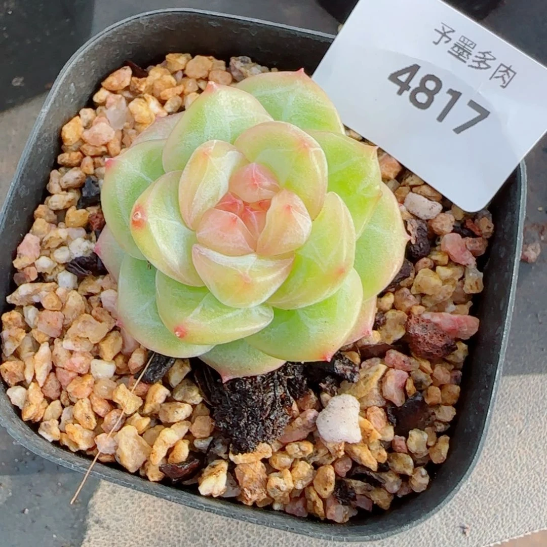 软糖珍妮，4817多肉植物