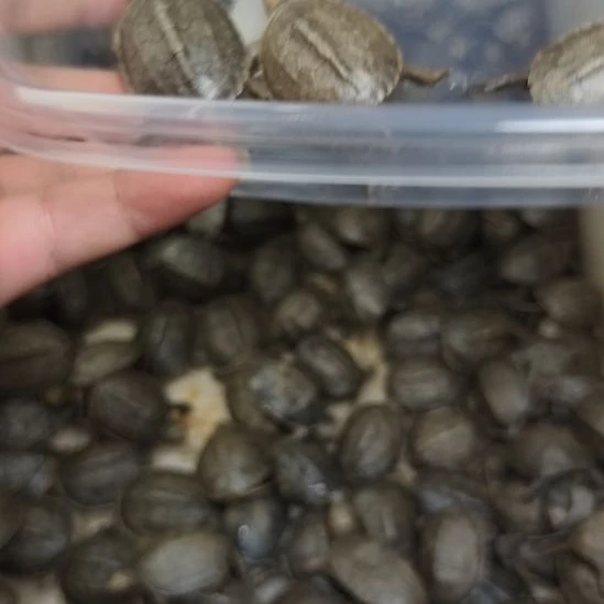 母绿毛龟小青干苗三个包全品