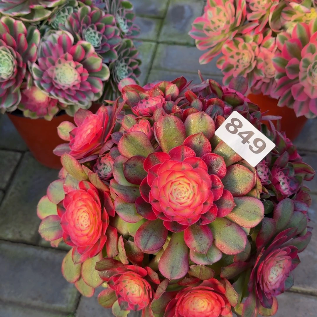 瑛***芝多肉植物849荔枝 法师