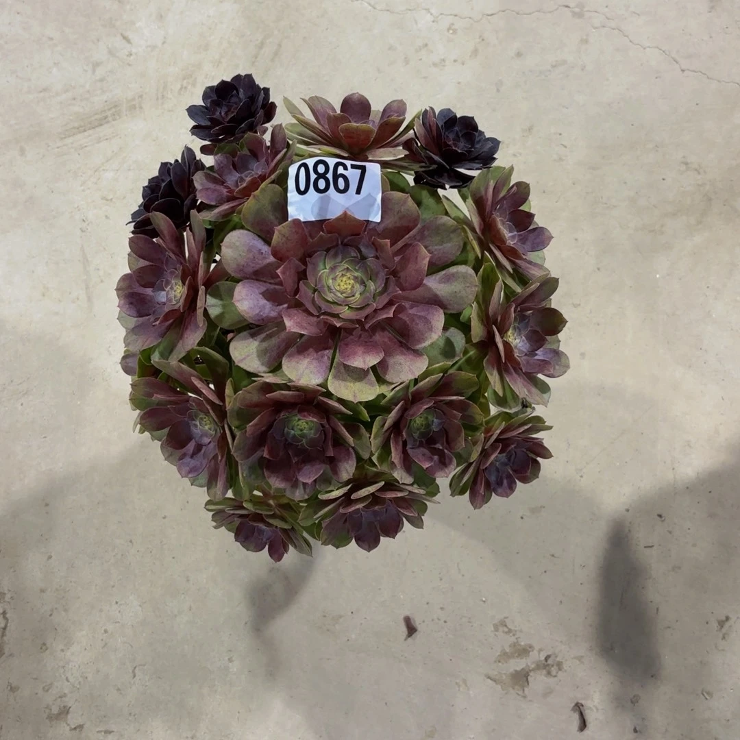 无花朵0867花花公子111111