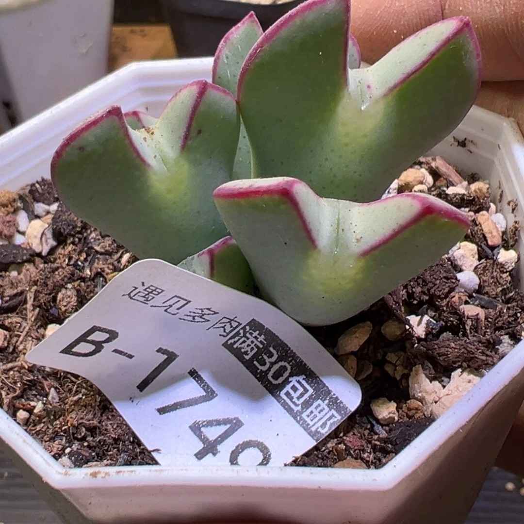 多肉植物111111111111111