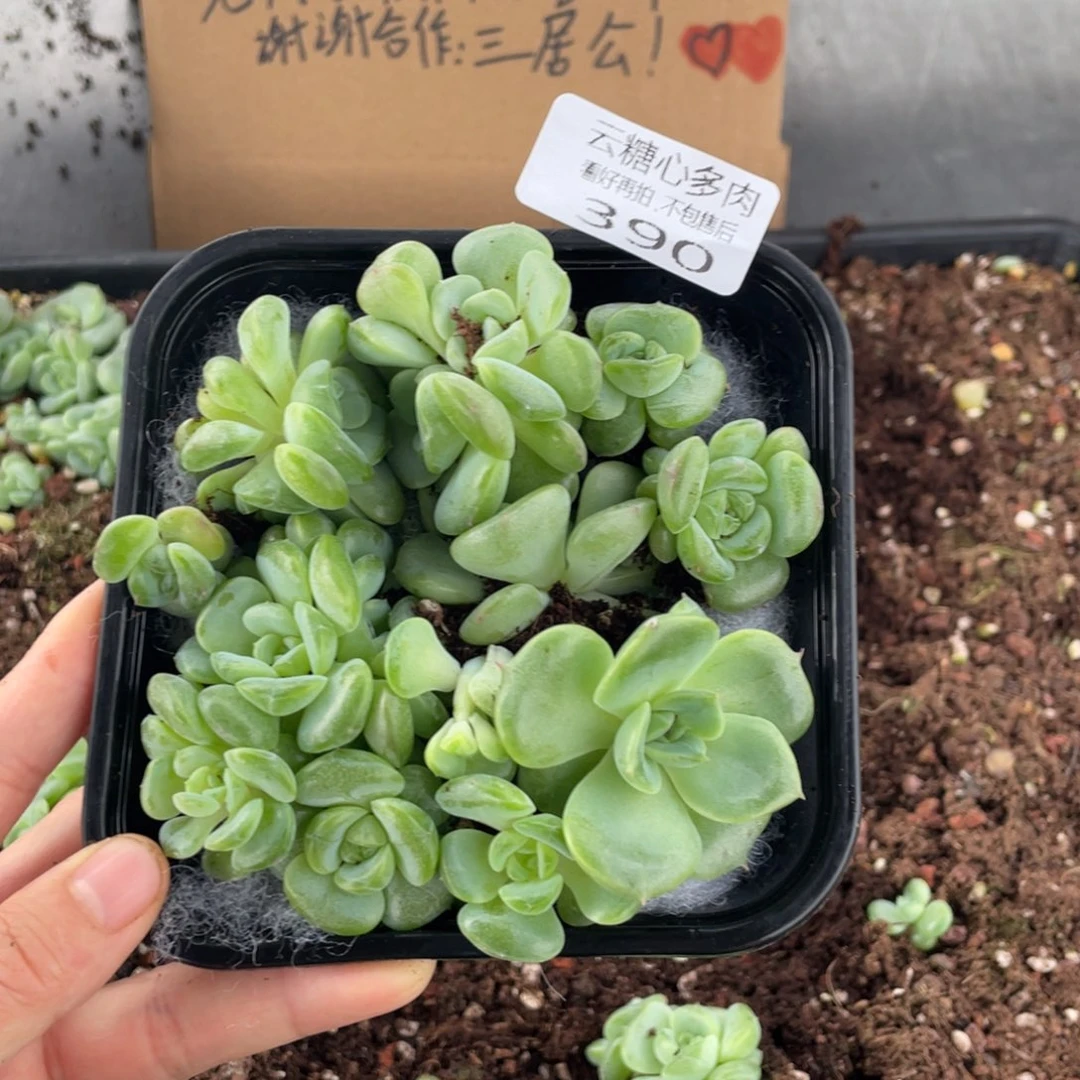 临**仟云糖心多肉植物390