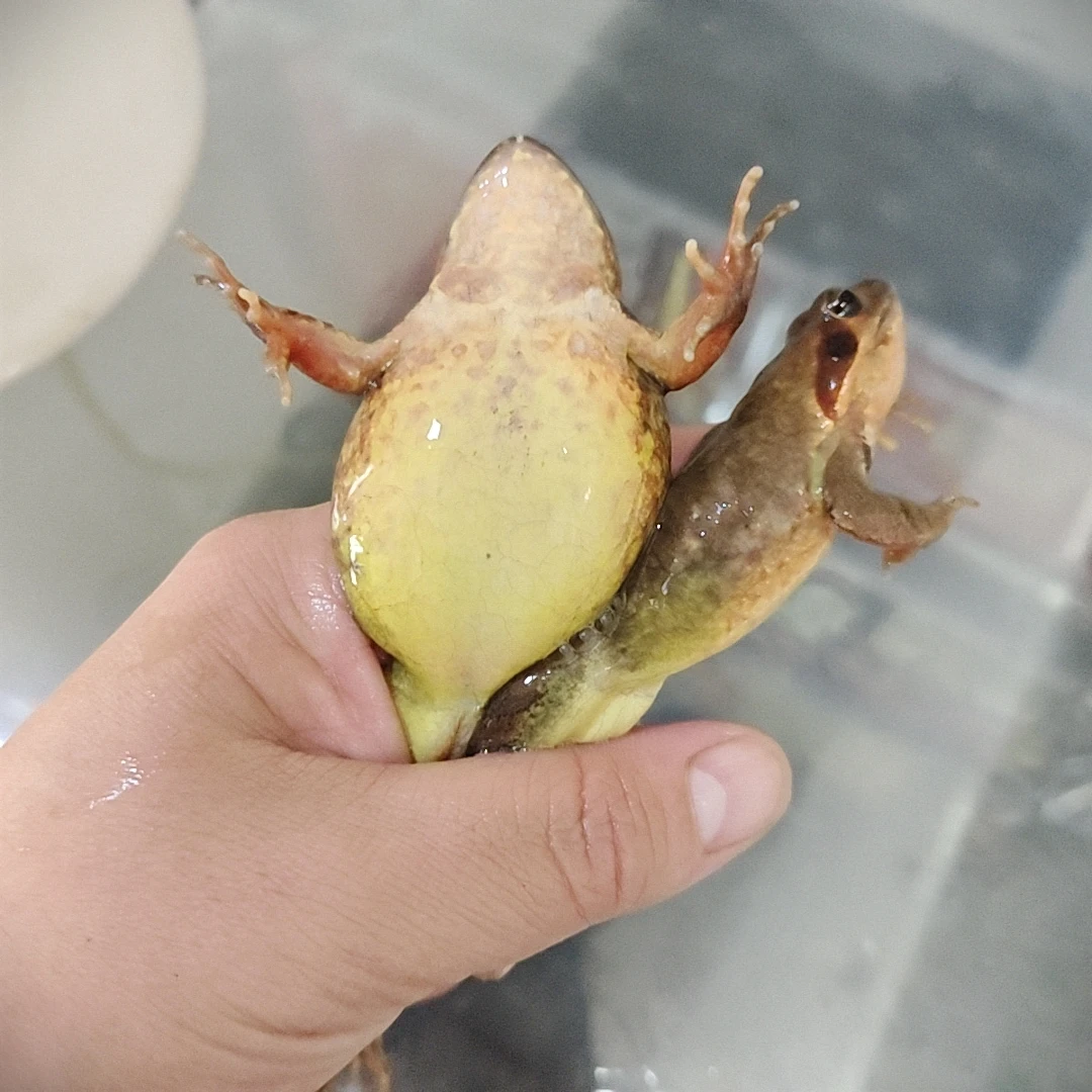 新鲜美味东北河鲜满籽满油母蛙送酱蛤蟆