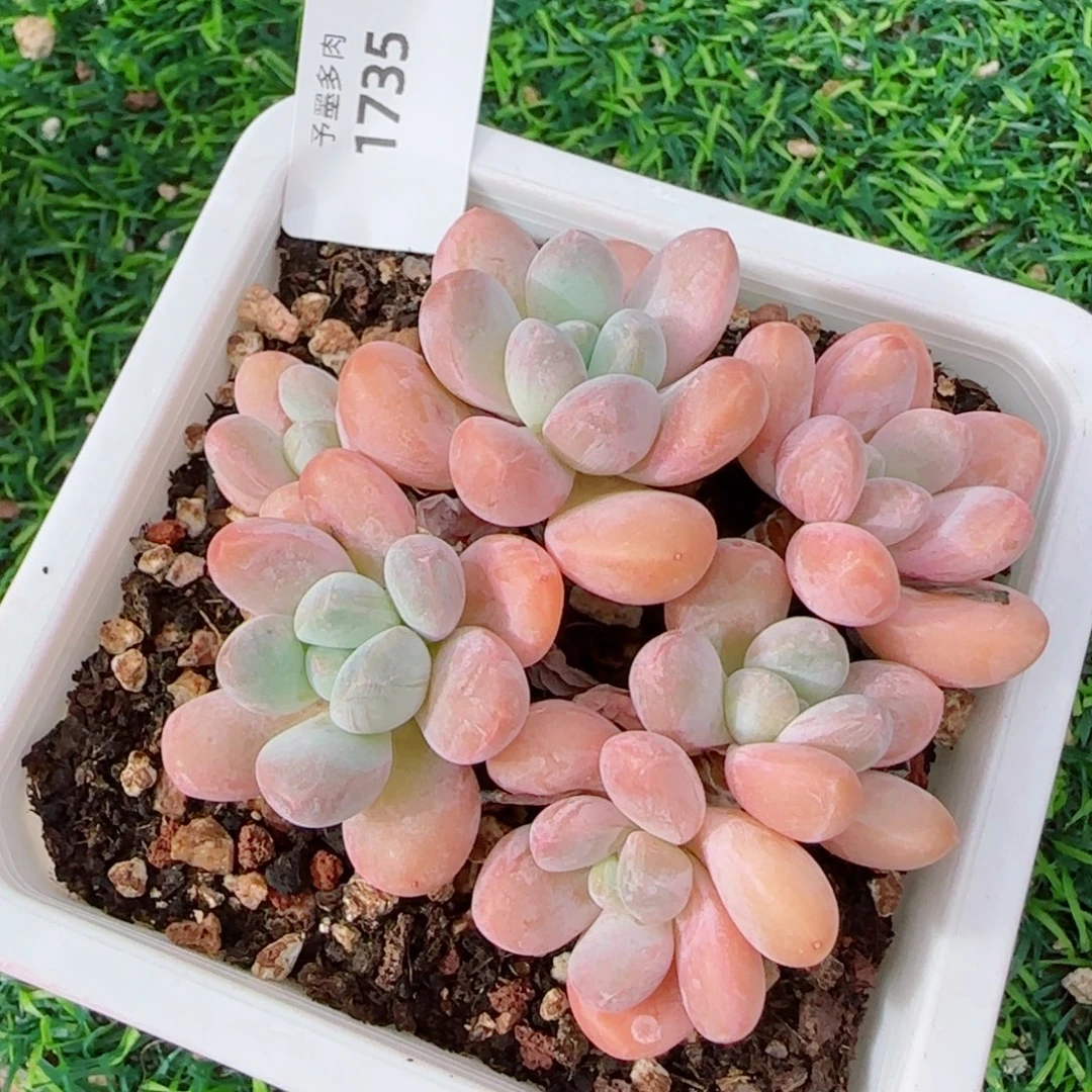 香玉无砍1735多肉植物