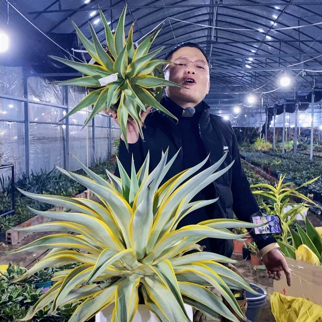 追****唐银河旅人冠幅50厘米左右