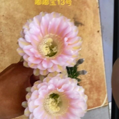 无花朵13 号彩草仙人球侧芽2+