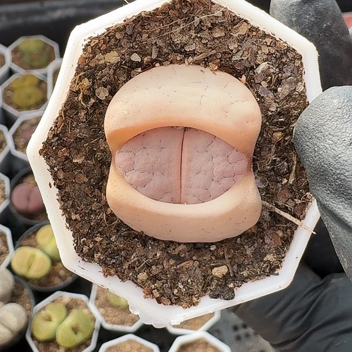 生石花1111。    315