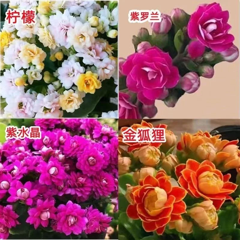 稀有长寿花金狐狸七彩冰淇淋毛绒多色穴盘花卉大全混色好养易成活