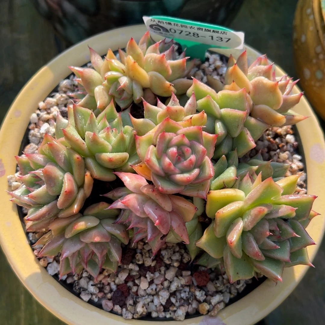 从前慢多肉精选编号0728.137