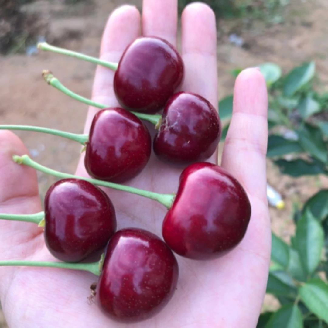 4J美早大樱桃特大果一斤美早