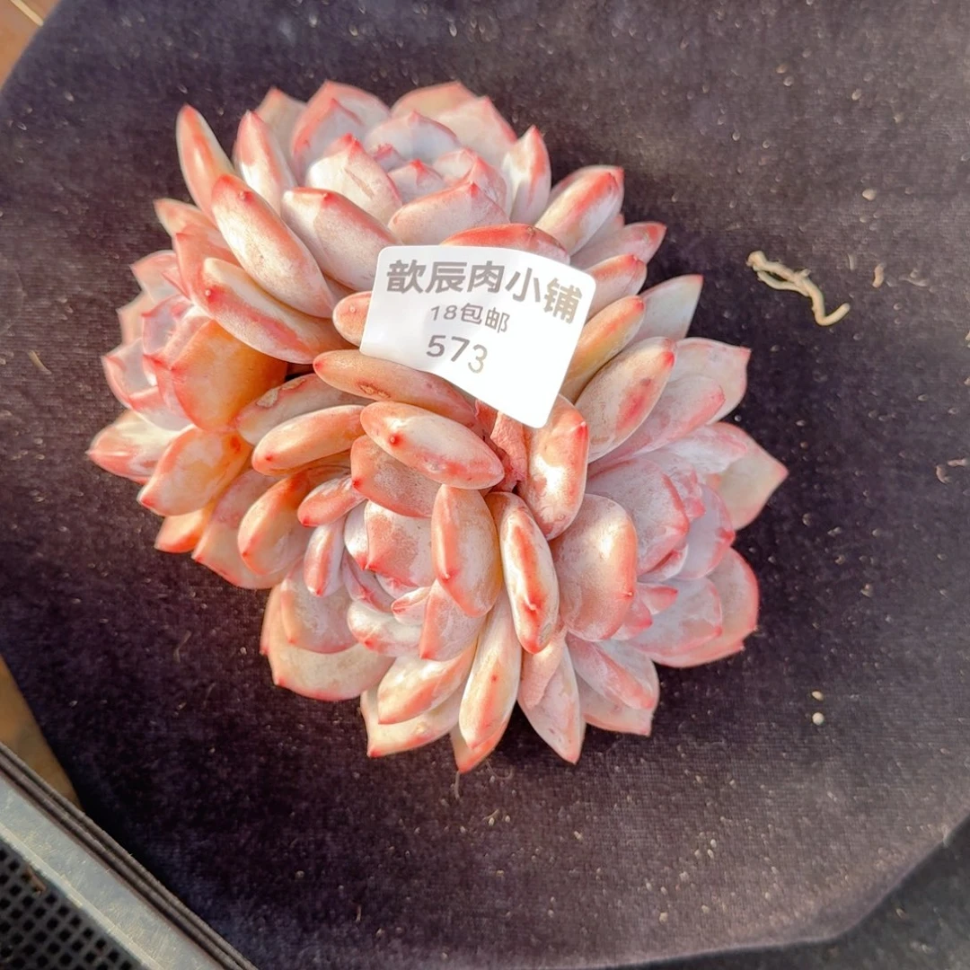 烟***川多肉植物石榴籽群573