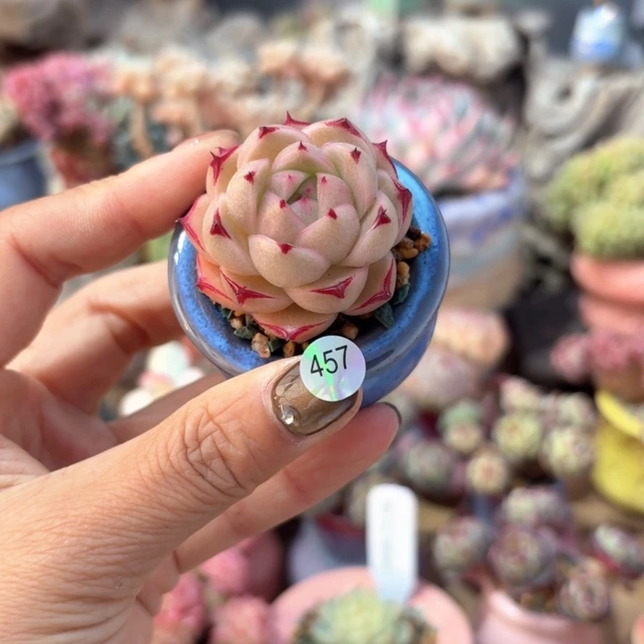 小****?457 多肉含盆土 30包邮 除偏远