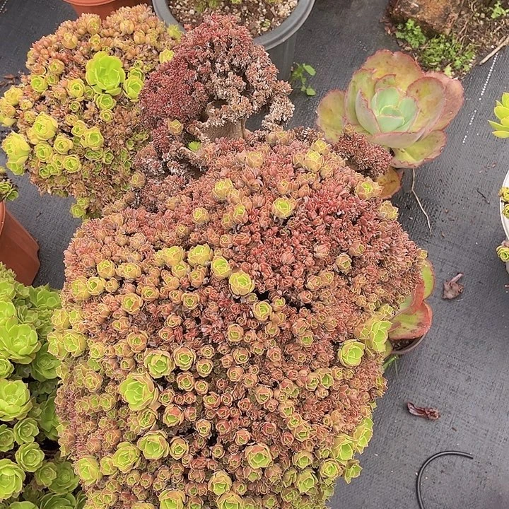 欧紫缀2187多肉植物