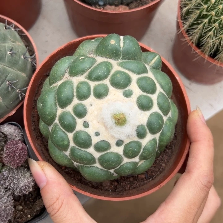 抖***音吉祥如意等名家的书法