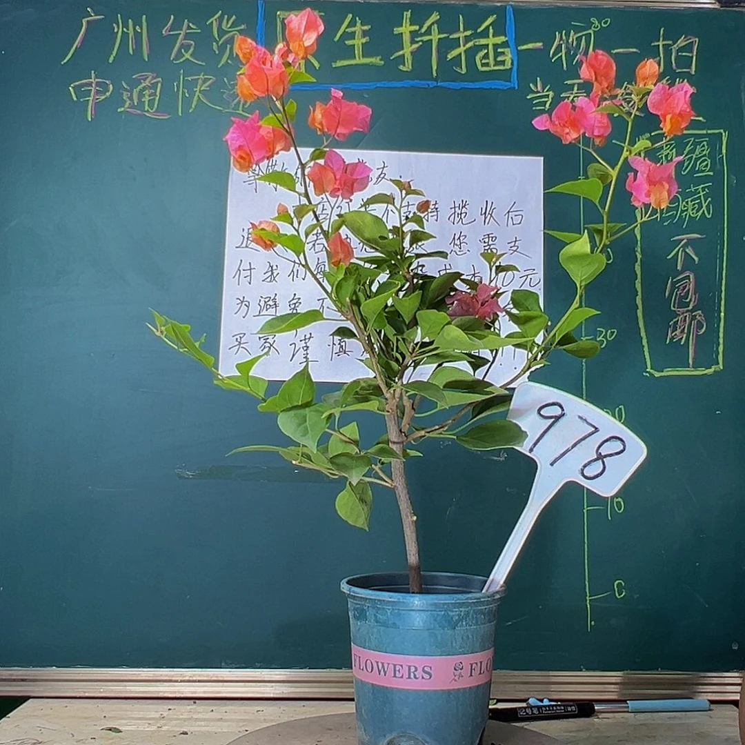 当前无花栽培后可以开花波伊斯玫瑰978