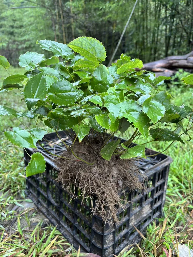 秦岭深山三枝九叶草优选大株花卉盆栽1斤试种
