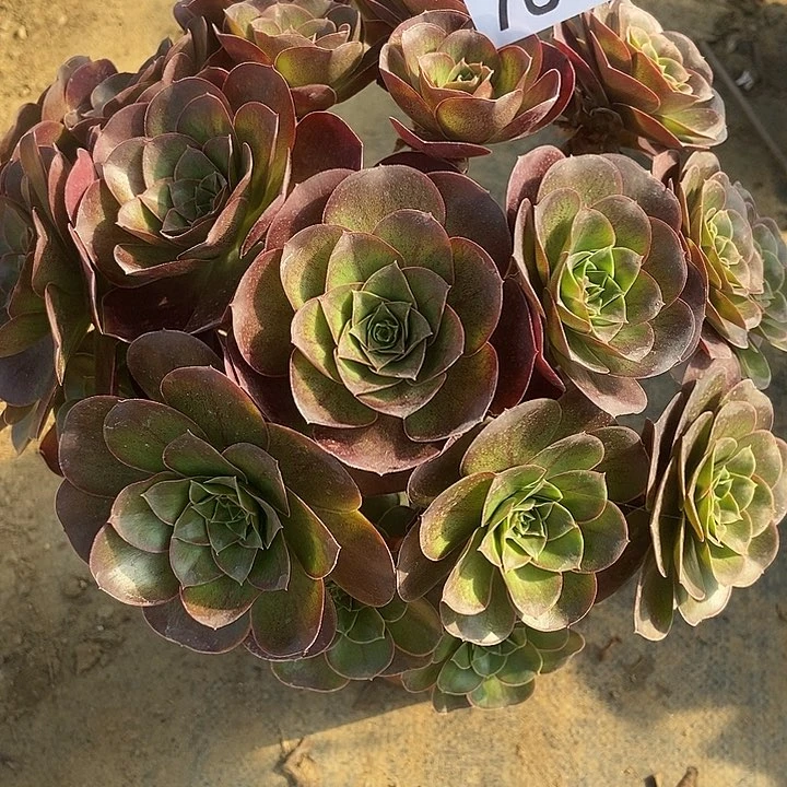 美金玫瑰787多肉不包断