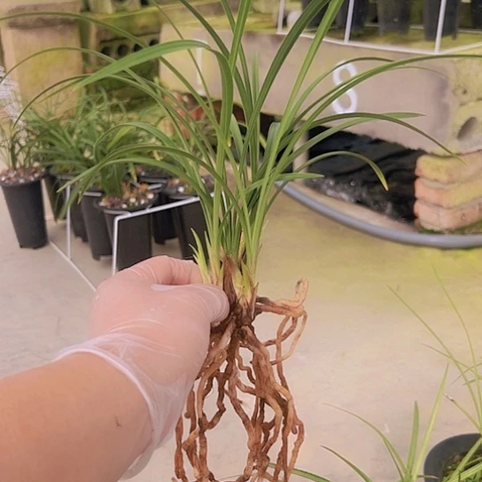 全部花苞宋梅6苗带花苞