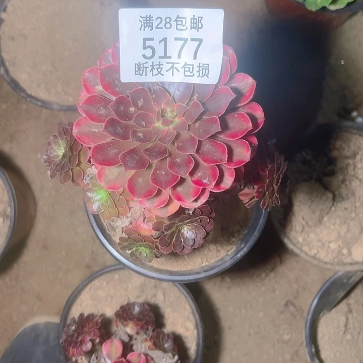 槛***客5177黑同白多肉植物