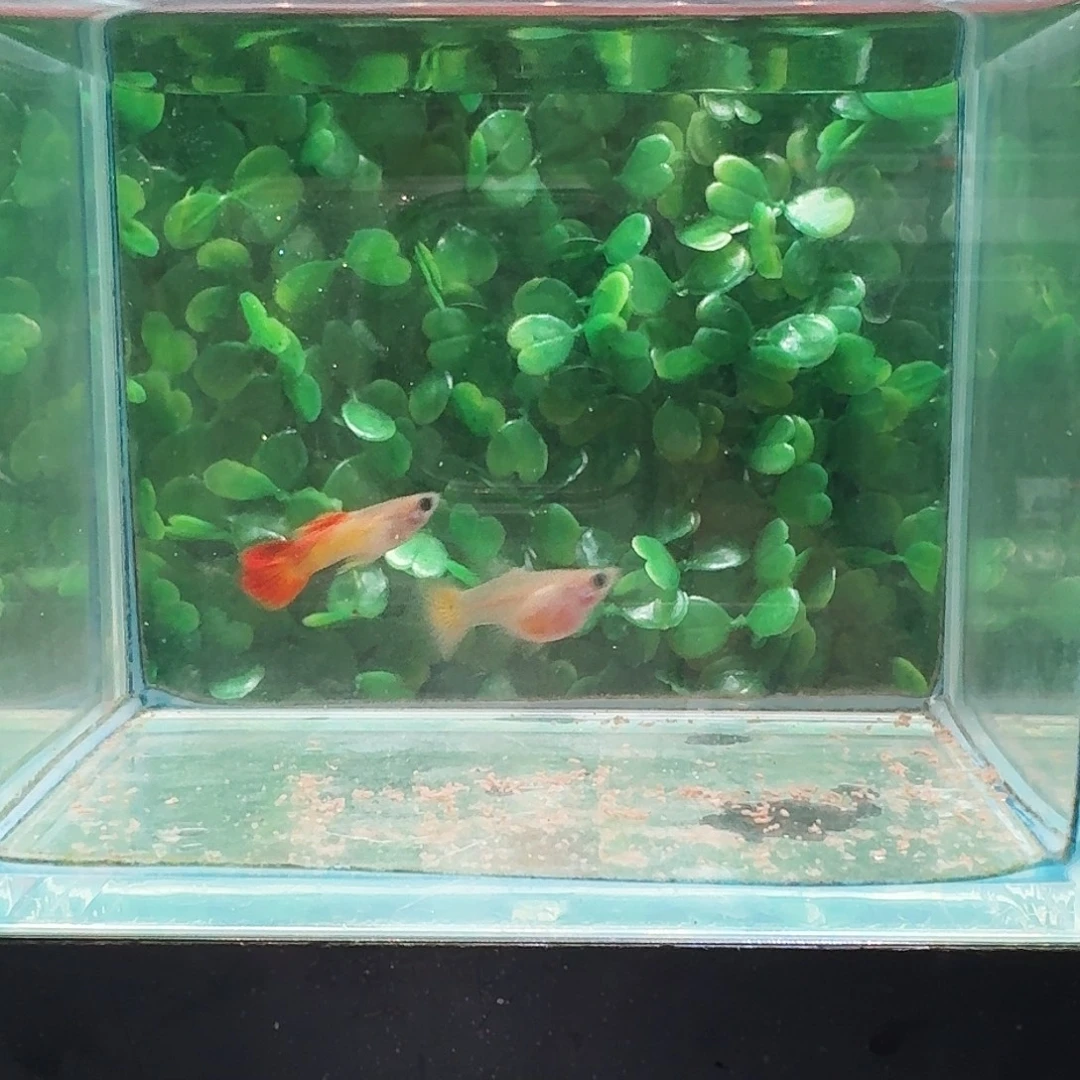 风***淡孔雀鱼皇家落日玻璃猫3对