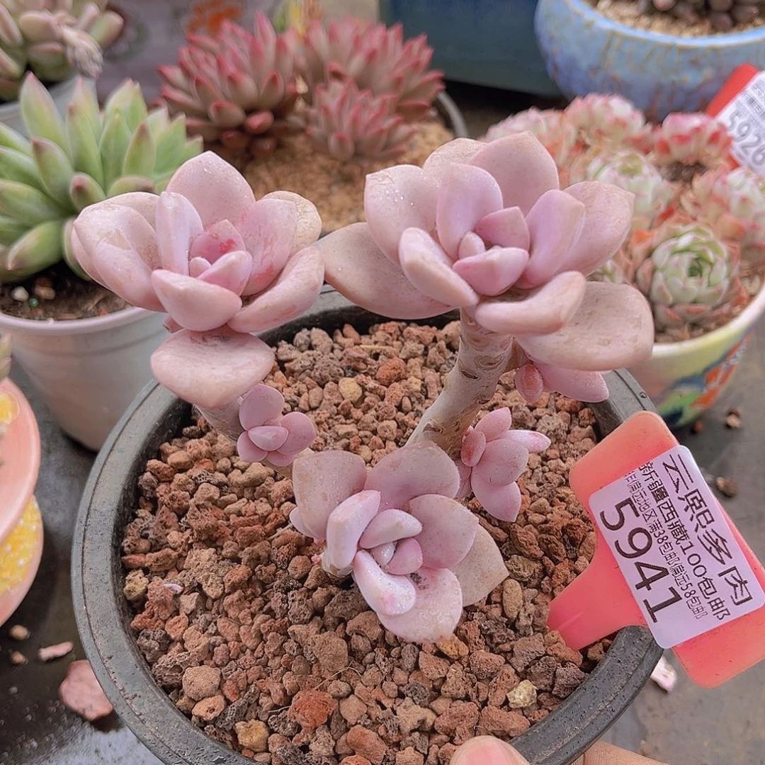 5941桃霜。          多肉