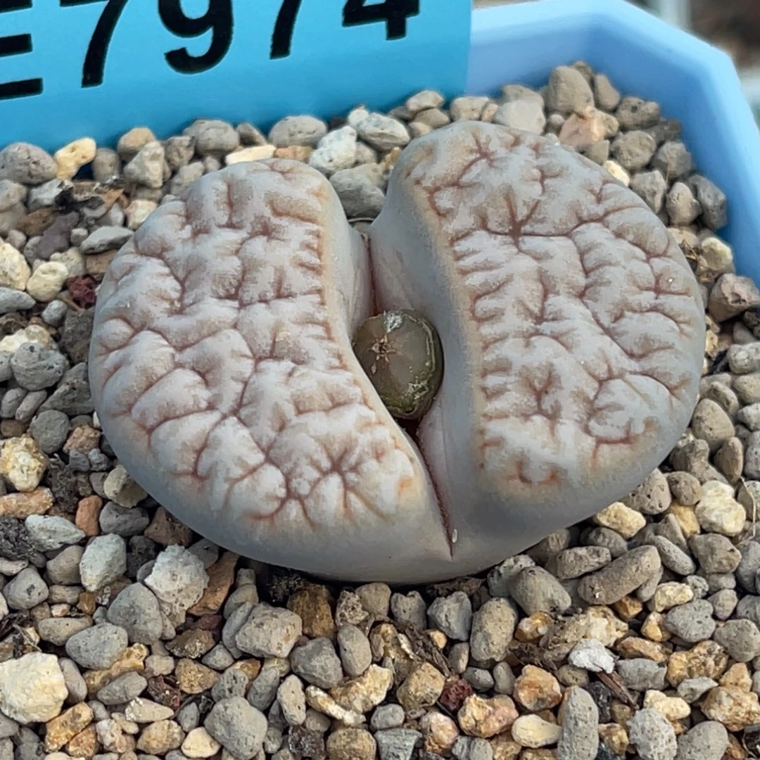 7974凹凸铁189一颗