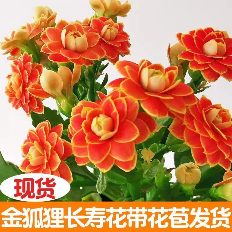 【稀有长寿花】金狐狸盆栽大花重瓣四季勤花带花苞室内外花卉直销
