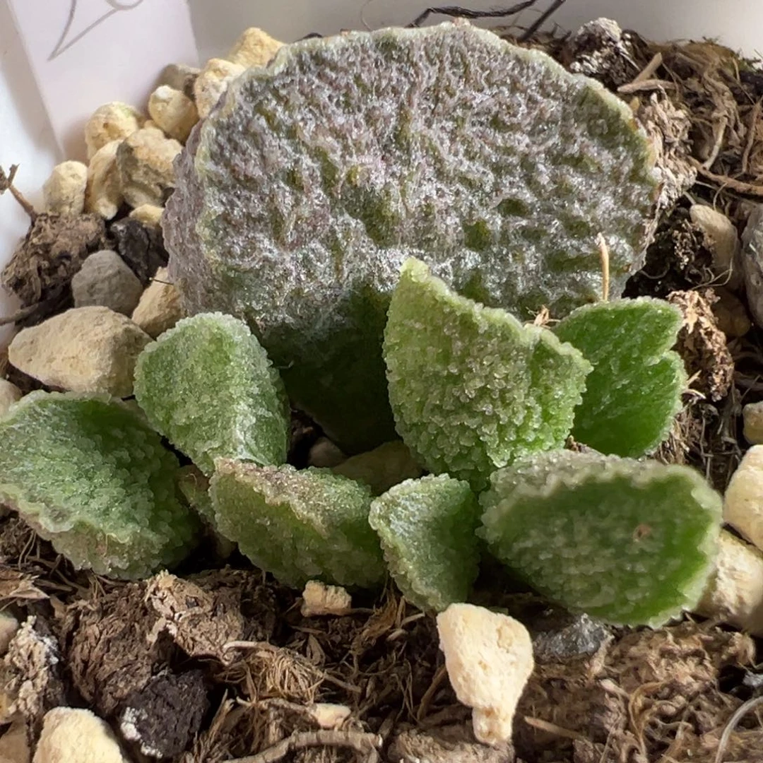 实生新品大苗多肉植物水泡多肉植物