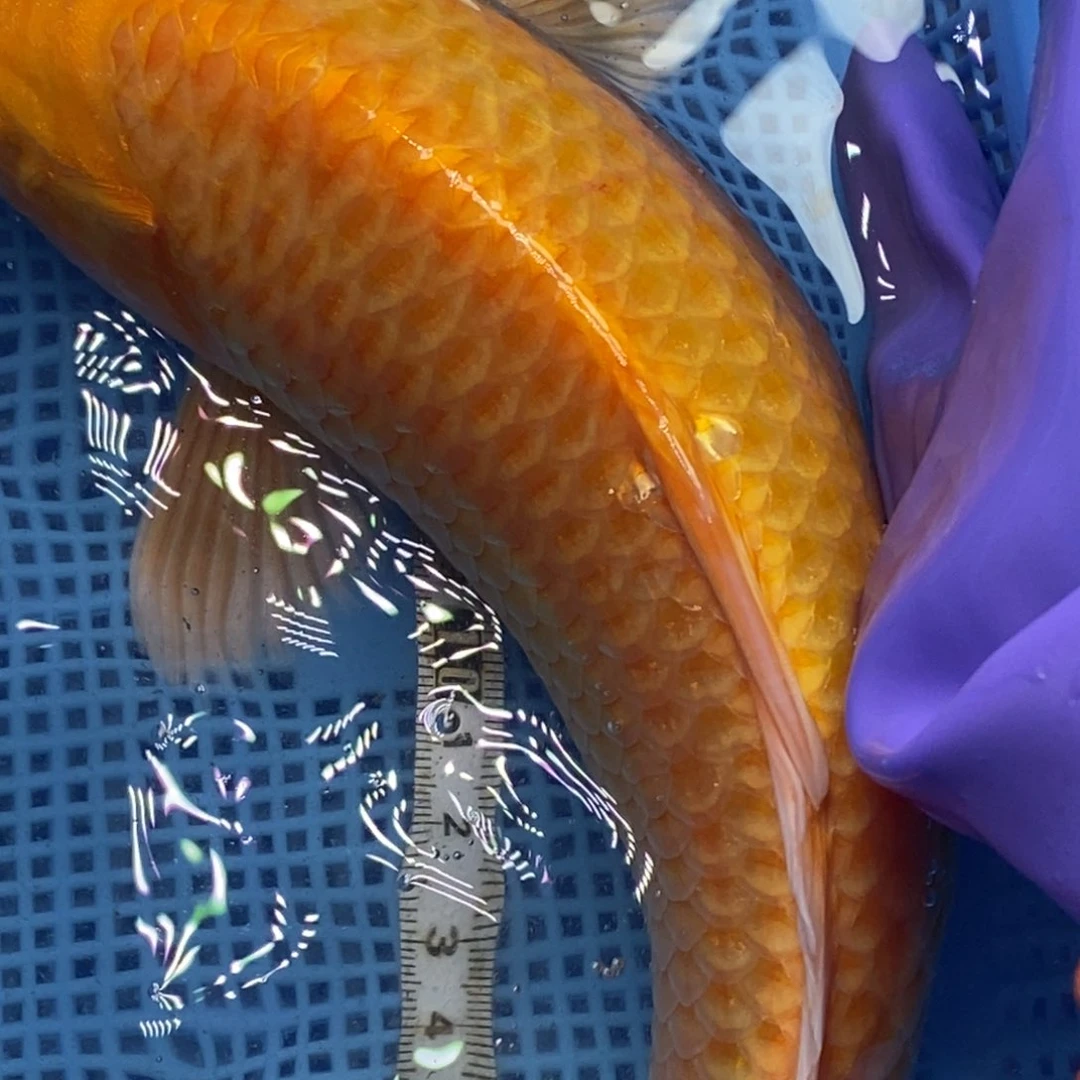 锦鲤冷水锦鲤包邮