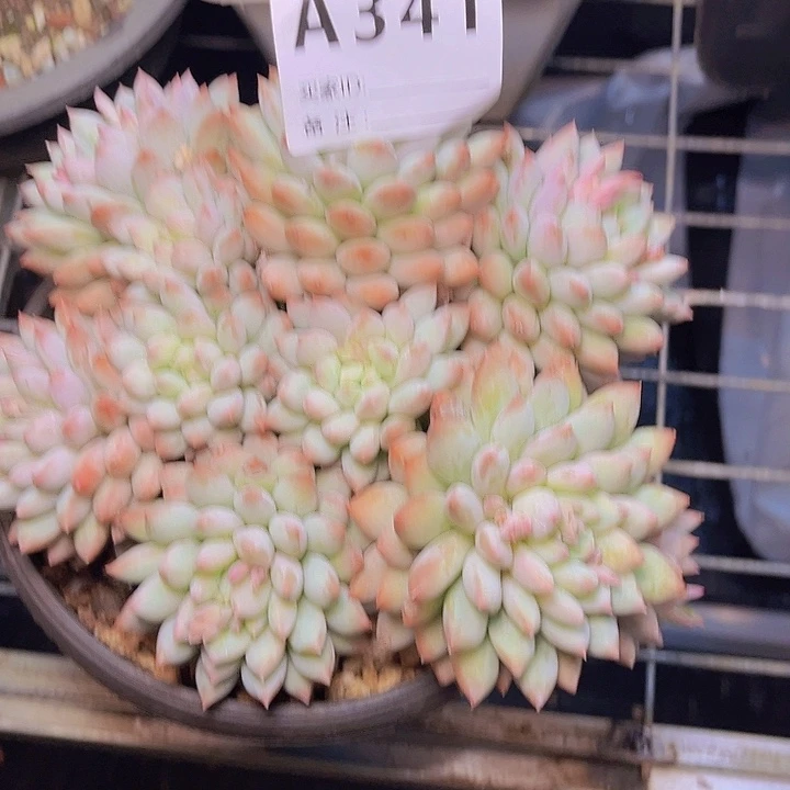 红***萍341look来看看咯哦哦哦哦哦