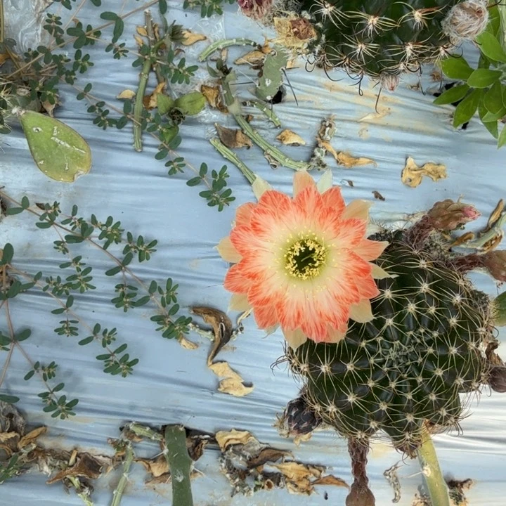 丽花仙人球仙人掌846