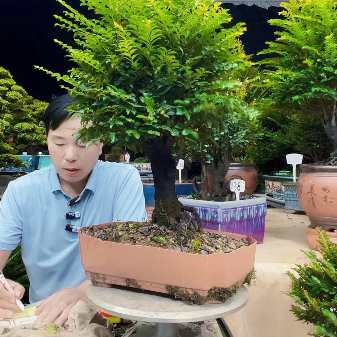 当前无花朵，栽培后可花朵风**痕