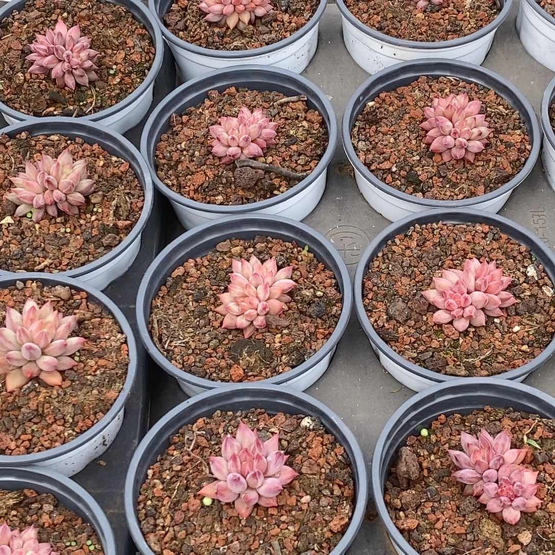 金汇园艺，团小虞美人双头