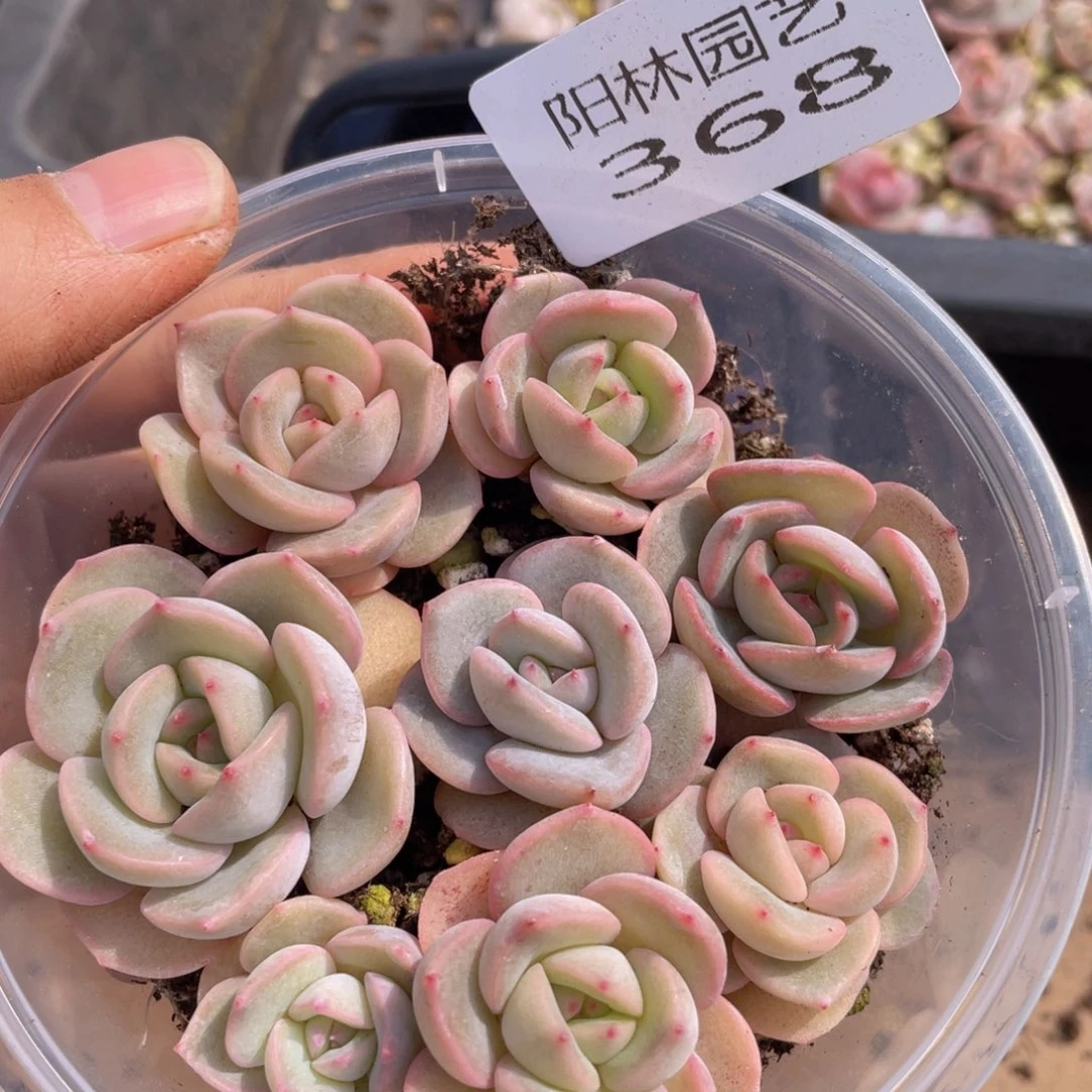 多肉植物多肉植物368