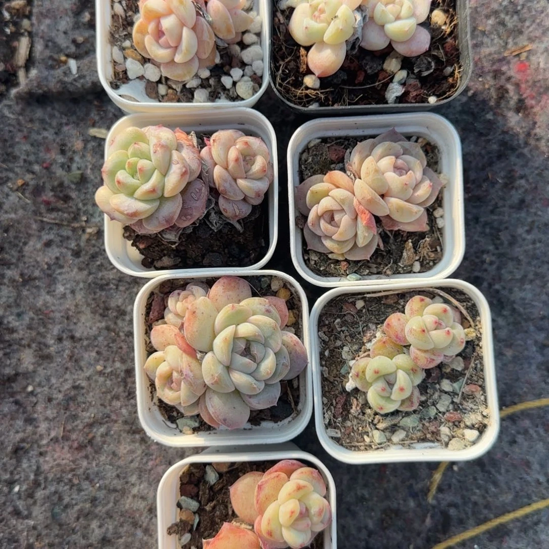 多肉小卡拉米糖心一物一拍