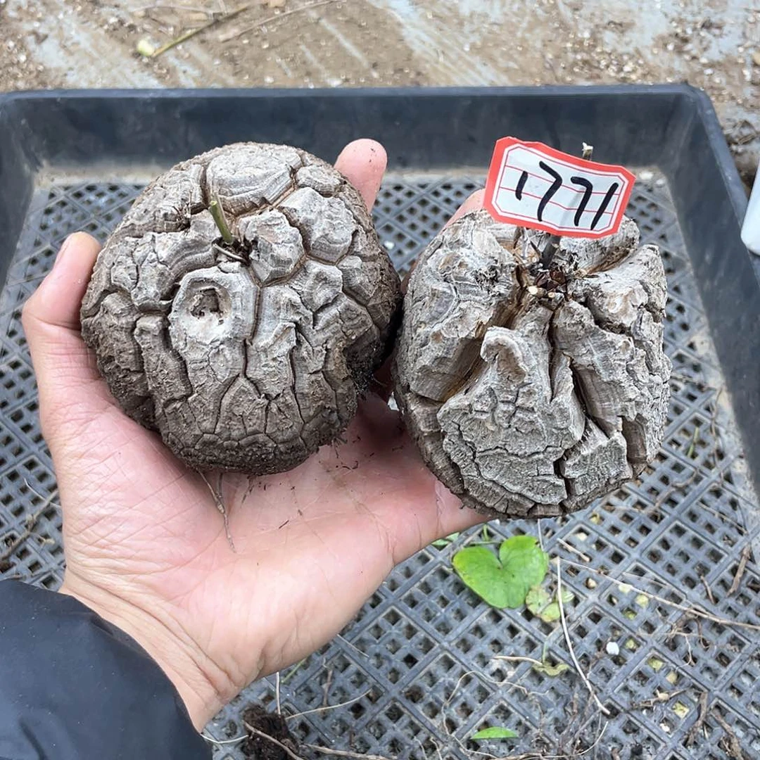 龟甲龙一物一拍1771号2颗