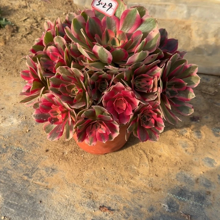 3-29女郎多肉不包售后多肉