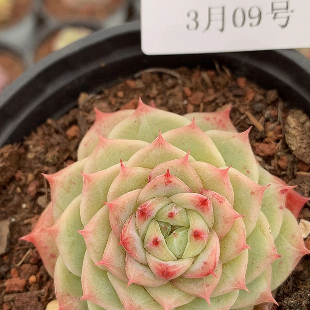 【闪购商品】云1306