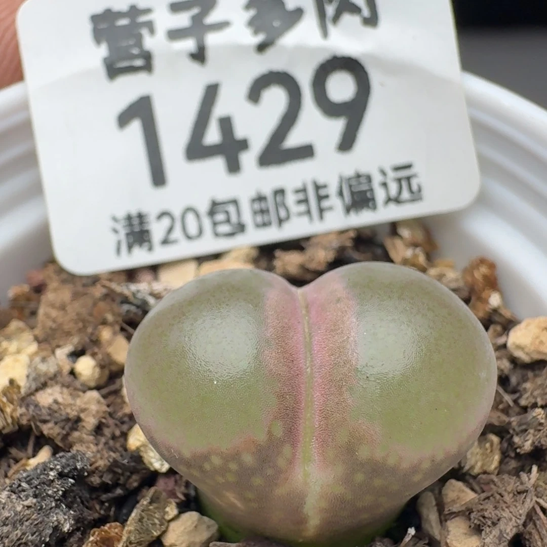 带盆土