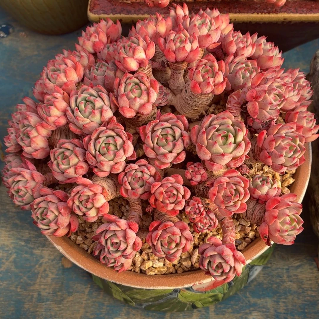 多肉植物 娜娜小勾-4