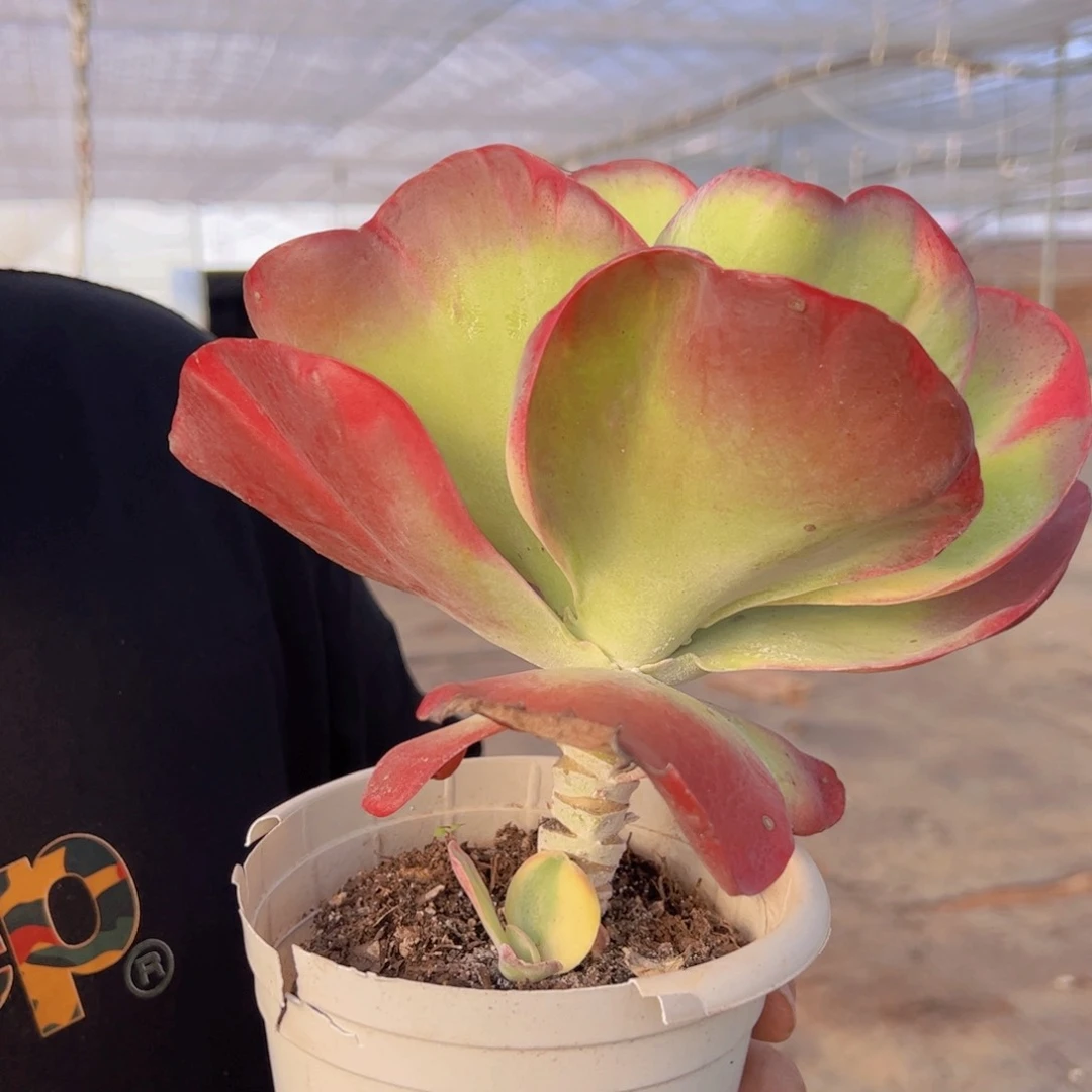 唐印锦大单头老桩，八亩地