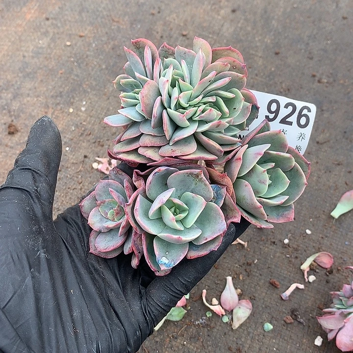 霞光缀化 多肉植物.9.28号发货