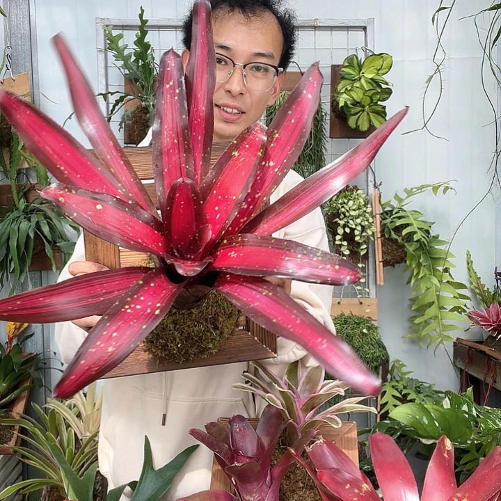 勋章积水凤梨板子