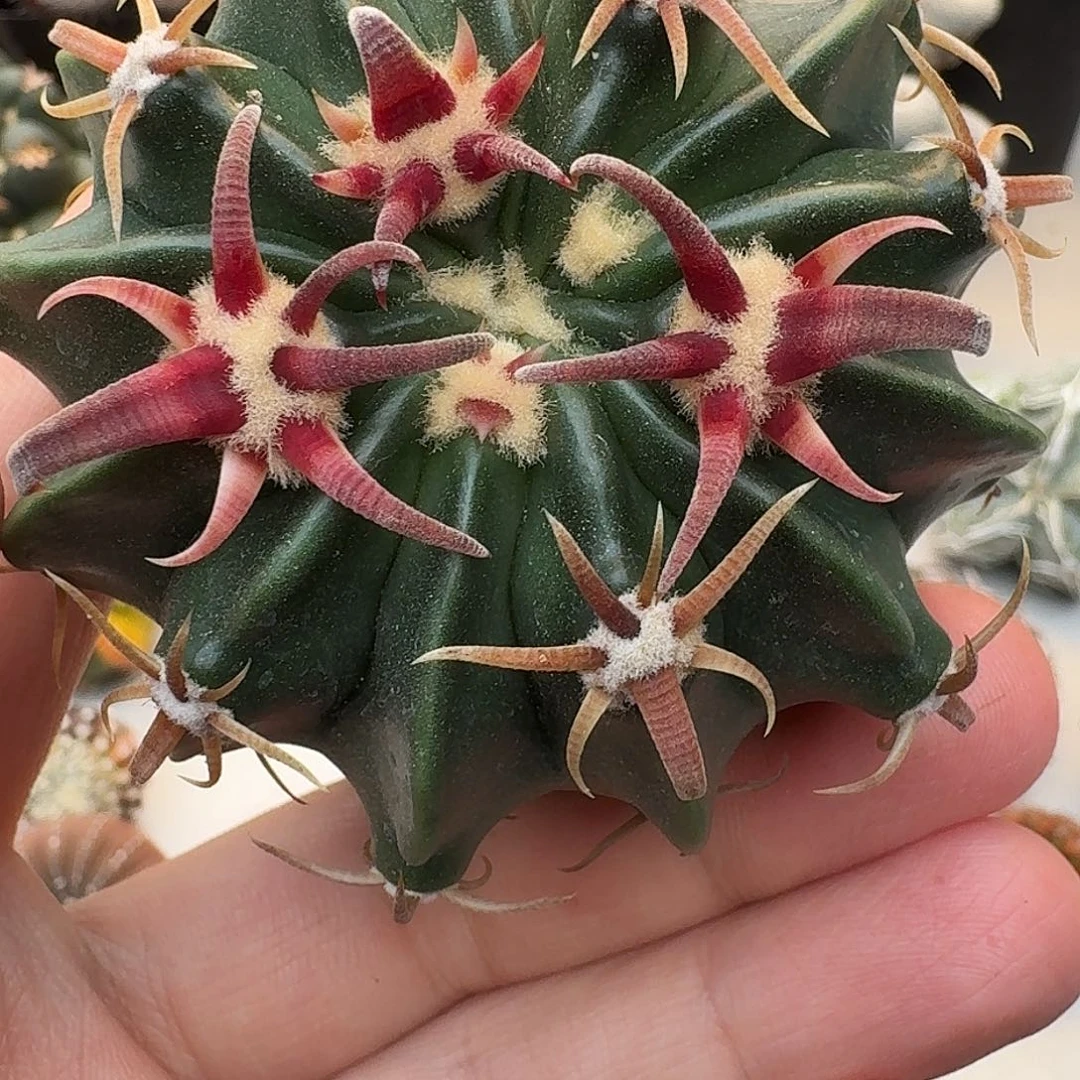 F****e直播间，武藏，专拍，