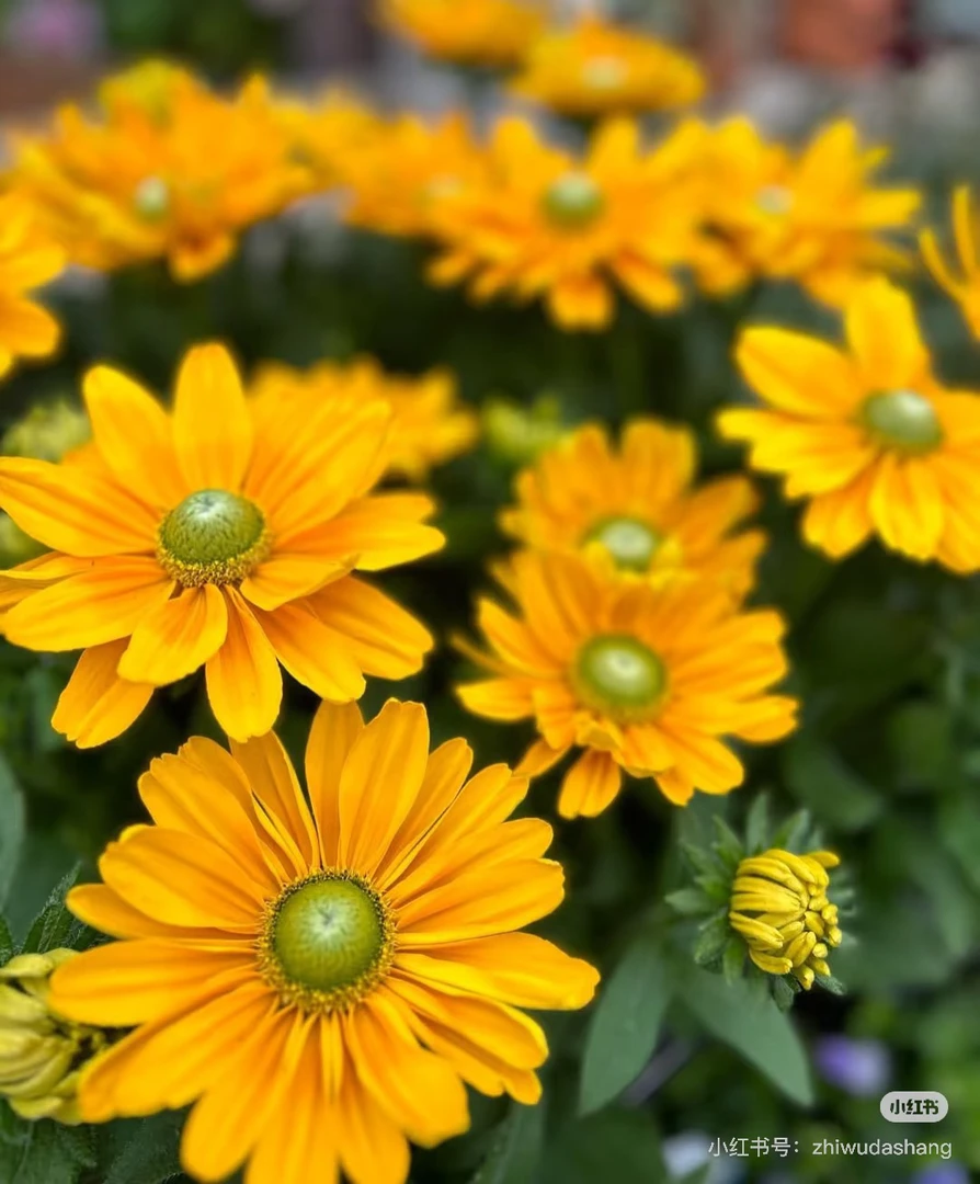 【金光】110盆子（满5盆包邮）四季阳台庭院易活耐寒花卉