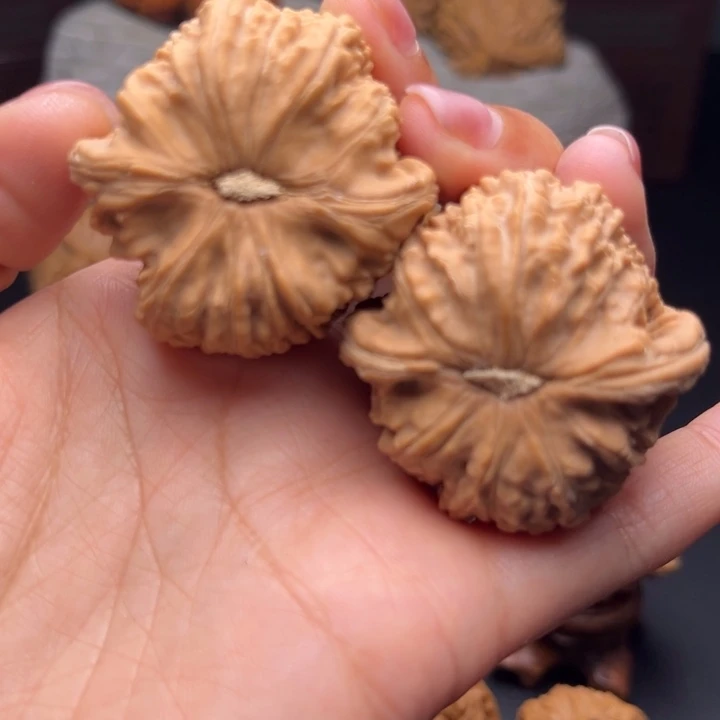 苔*白狮子39尺哈哈哈哈哈哈哈