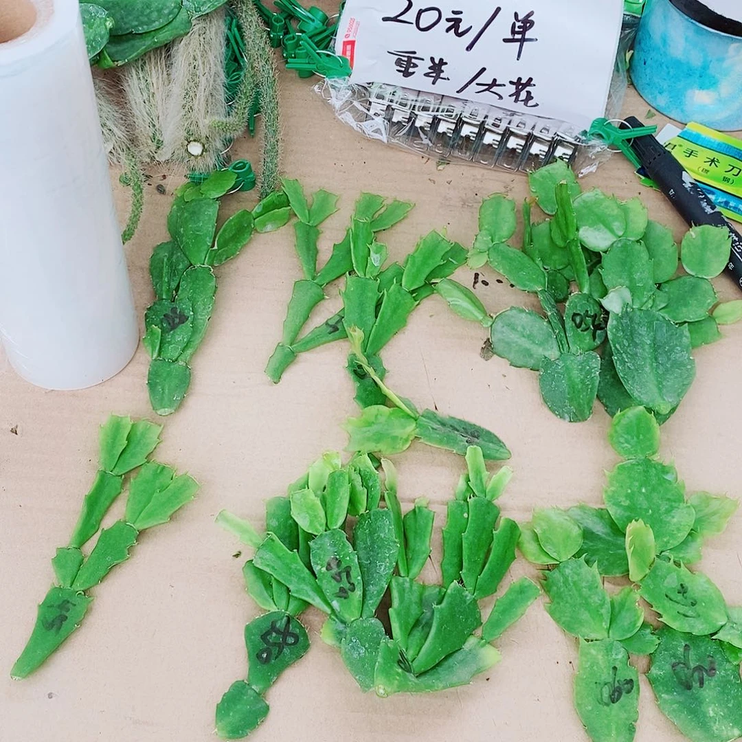 用***8无花朵叶片福利一物一拍