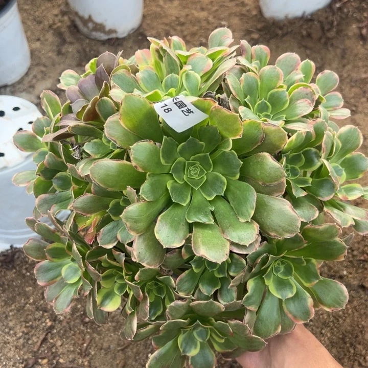 特斯拉大手捧多肉植物318