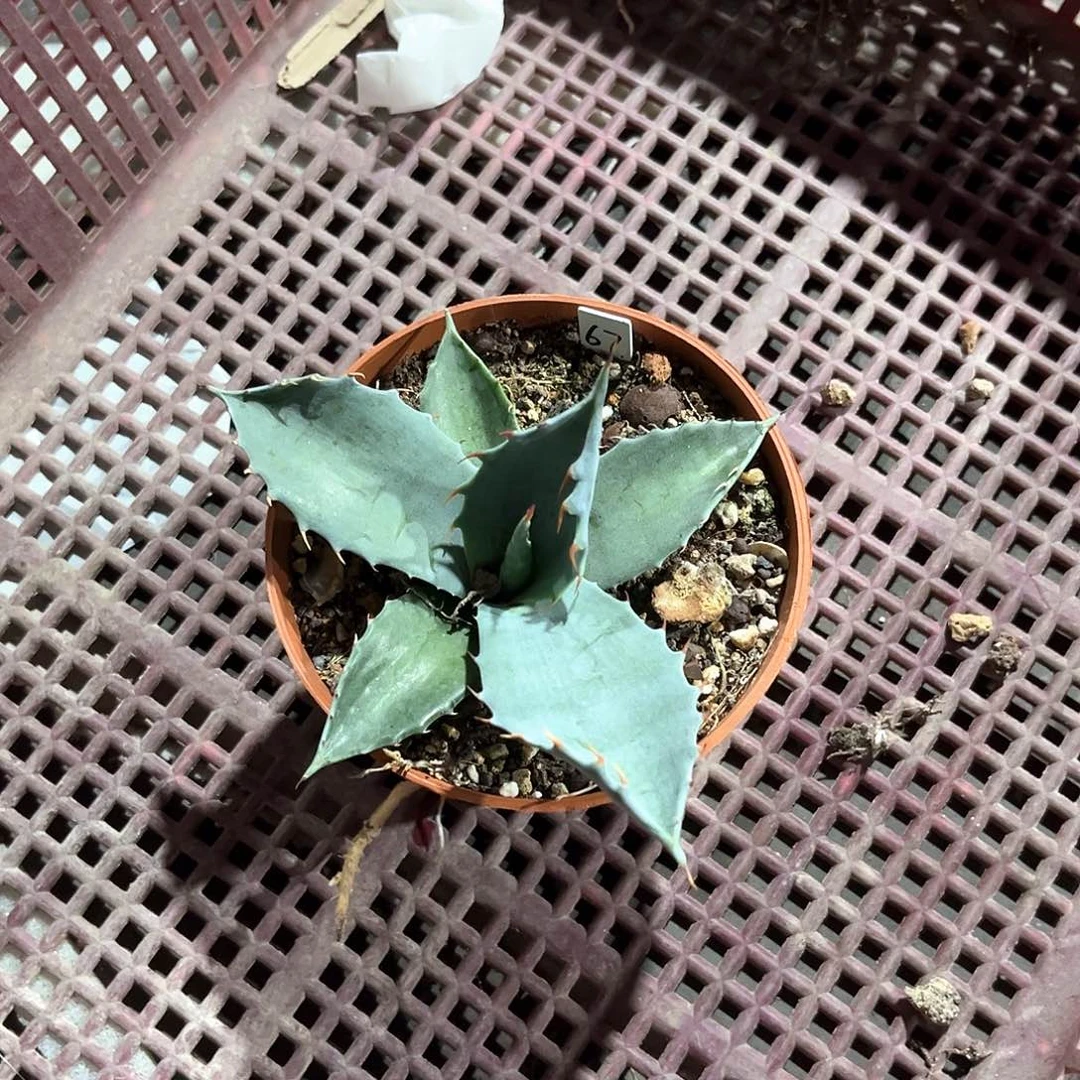 用****4龙舌兰赖光20米出