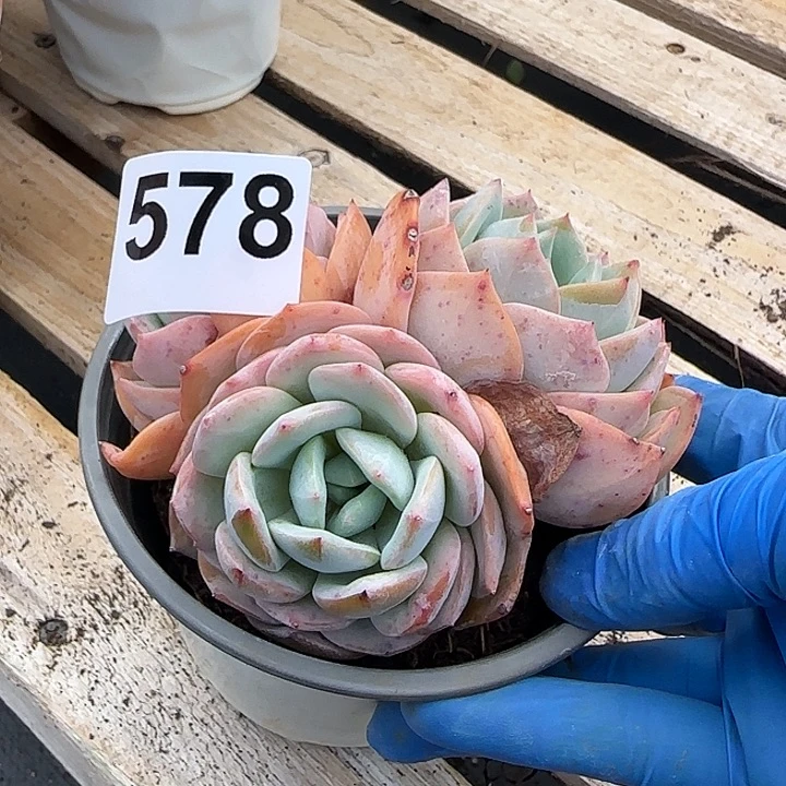 韩*578凤橙白凤血凤脱土发货